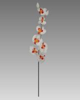 Orchidea phalaenopsis - cena za mix4ks_1